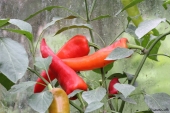 Chili; Toftegaards Hot Banana