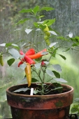 Chili; Toftegaards Hot Banana
