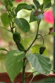 img_1713-web