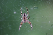 img_2777-web