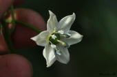 Chiliblomst