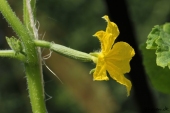 Agurk blomst