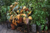 Hosta