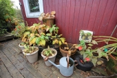 Hosta