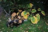 Hosta
