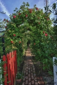 HDRi Rose