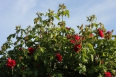Rose; Flammentanz