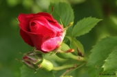 Rose; Flammentanz