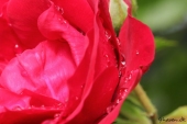 Rose; Flammentanz