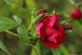 Rose; Flammentanz