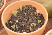 Tulipan