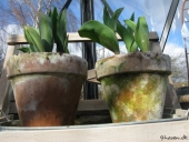 Tulipan i potte
