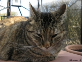 Trunte katten