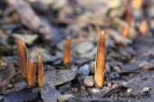 Tulipan