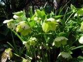 Julerose