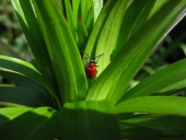 Liljebille