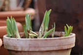 Tulipan