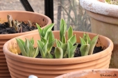 Tulipan