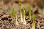 Krokus