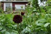 Dahlia