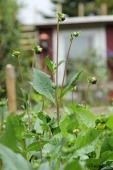 Dahlia med knop