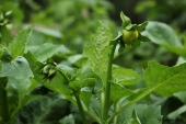 Dahlia med knop