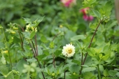 Dahlia