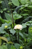 Dahlia
