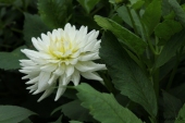 Dahlia