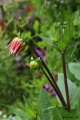 Dahlia med knop