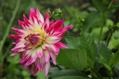 Dahlia