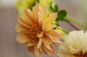 Dahlia