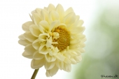 Dahlia