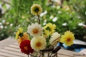 Dahlia i vase