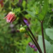Dahlia med knop