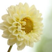 Dahlia