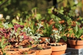Småplanter