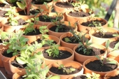 Småplanter