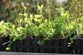Lathyrus i Rootrainers