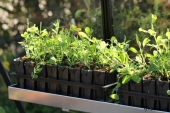 Lathyrus i Rootrainers