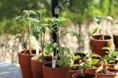 Tomatplanter