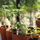 Tomatplanter