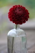 Dahlia - Georgine