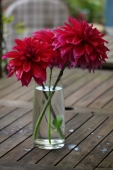 Dahlia - Georgine