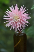 Dahlia - Georgine