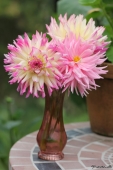 Dahlia - Georgine