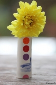 Dahlia - Georgine