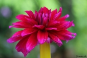 Dahlia - Georgine