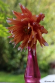 Dahlia - Georgine