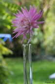 Dahlia - Georgine